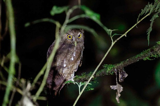Foothill Screech Owl (image by Antonio Cortizo)
