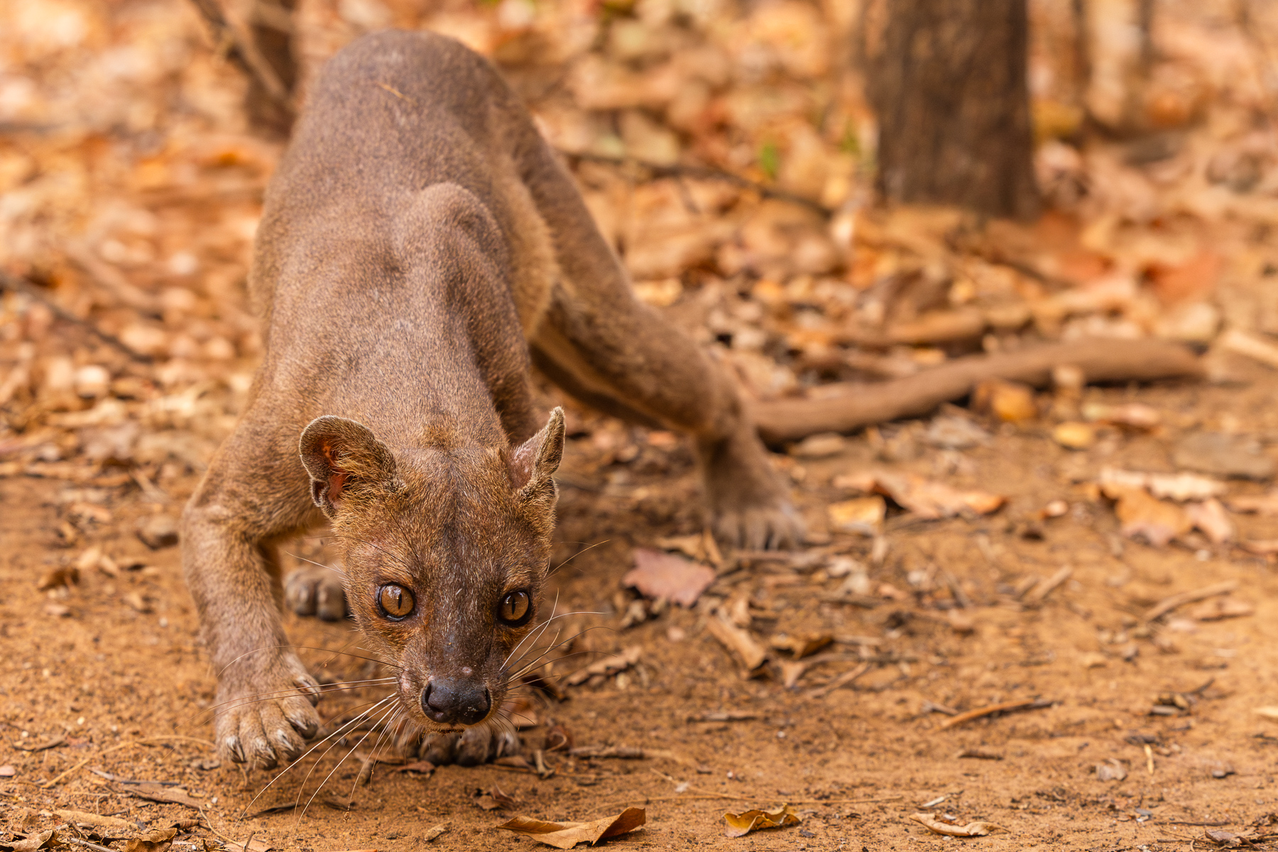 Fossa (image by Gin Wilde)