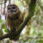 Fulvous Owl (image by Leo Garrigues)
