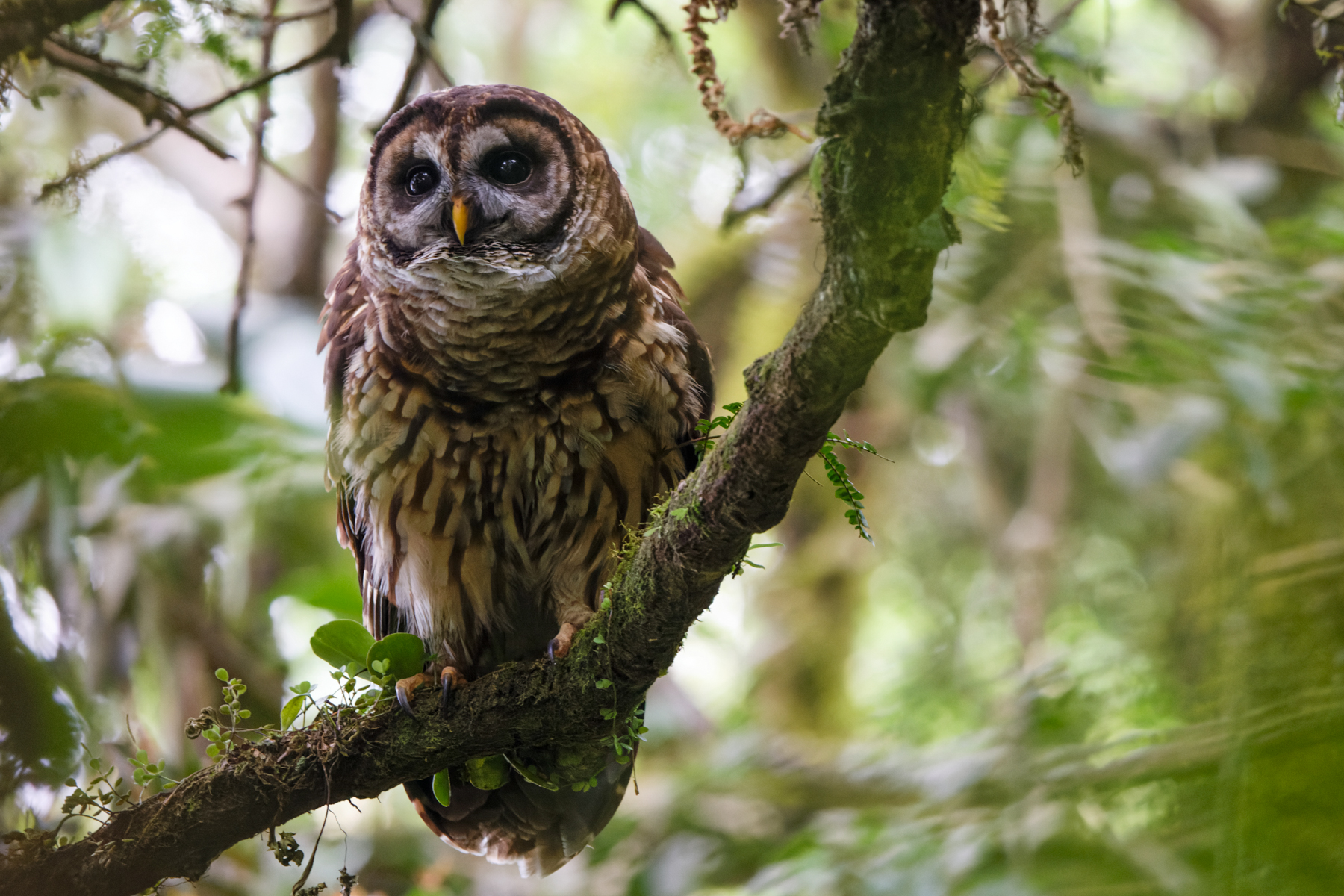 Fulvous Owl (image by Leo Garrigues)