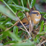 Fulvous Parrotbill (image by Pete Morris)