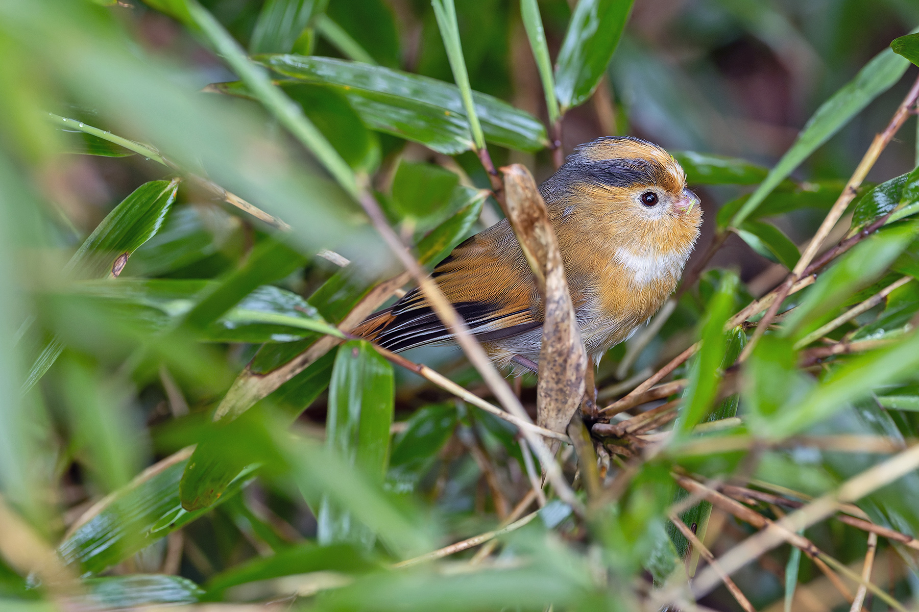Fulvous Parrotbill (image by Pete Morris)