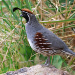 Gambell's Quail (image by Sjoerd Radstaak)