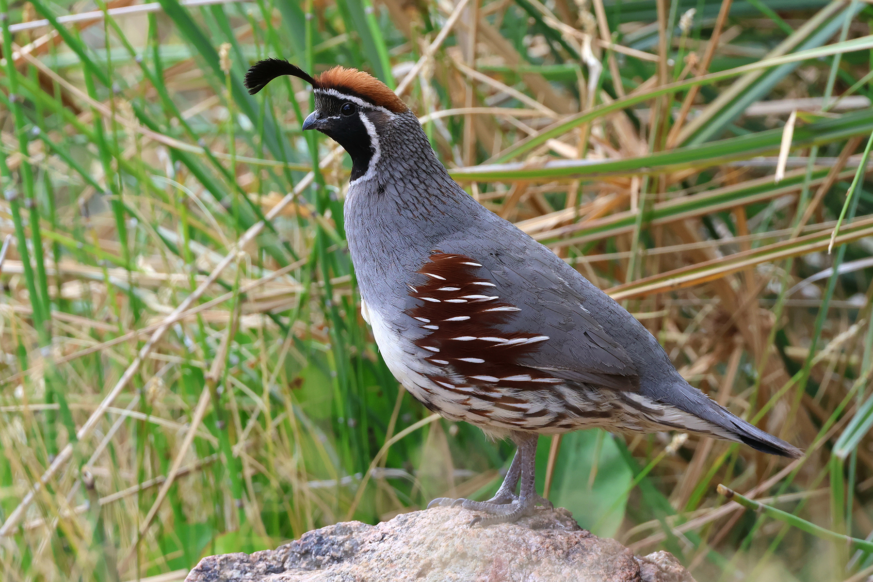 Gambell's Quail (image by Sjoerd Radstaak)