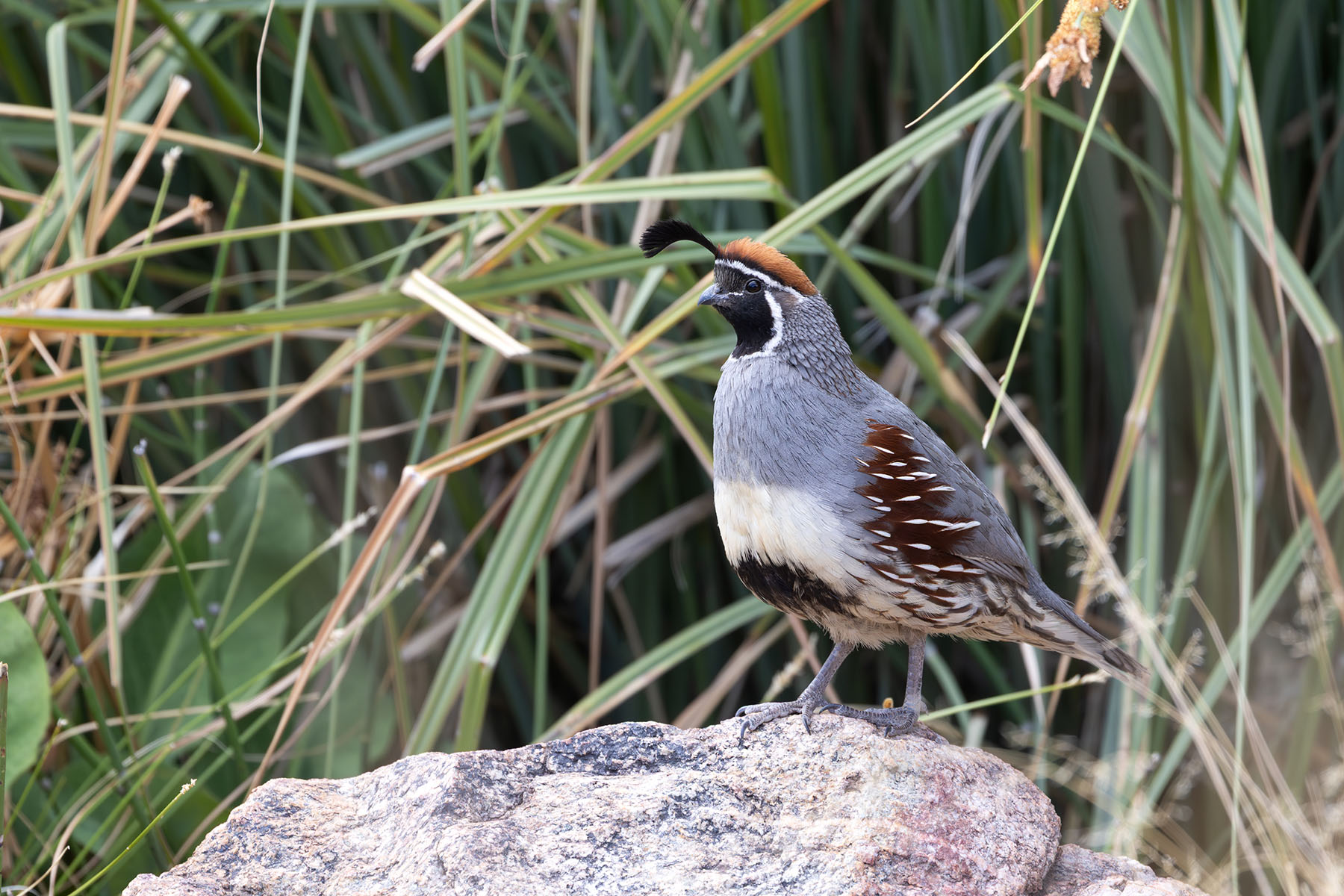 Gambell's Quail (image by Daniel Branch)