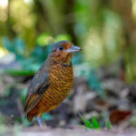 NORTHERN ECUADOR TOUR REPORT 2025