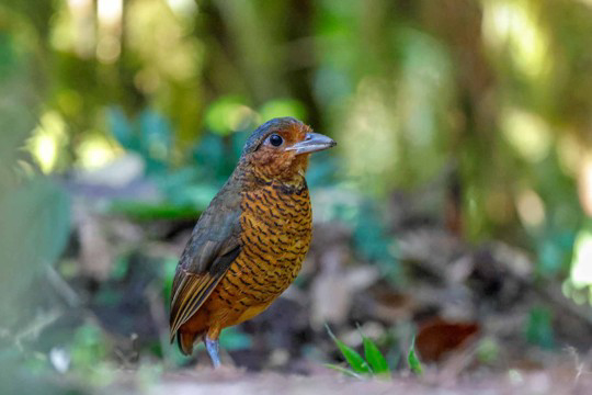 Giant Antpitta (image by Antonio Cortizo)