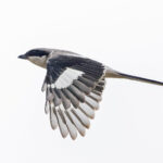 Giant Grey Shrike (image by Pete Morris)