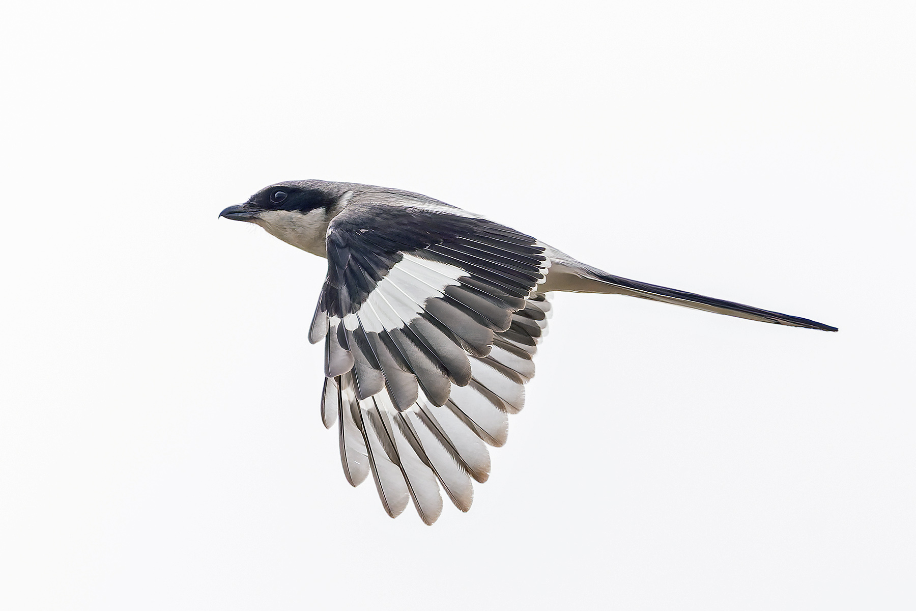 Giant Grey Shrike (image by Pete Morris)