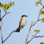 Giant Kingbird (image by Leo Garrigues)