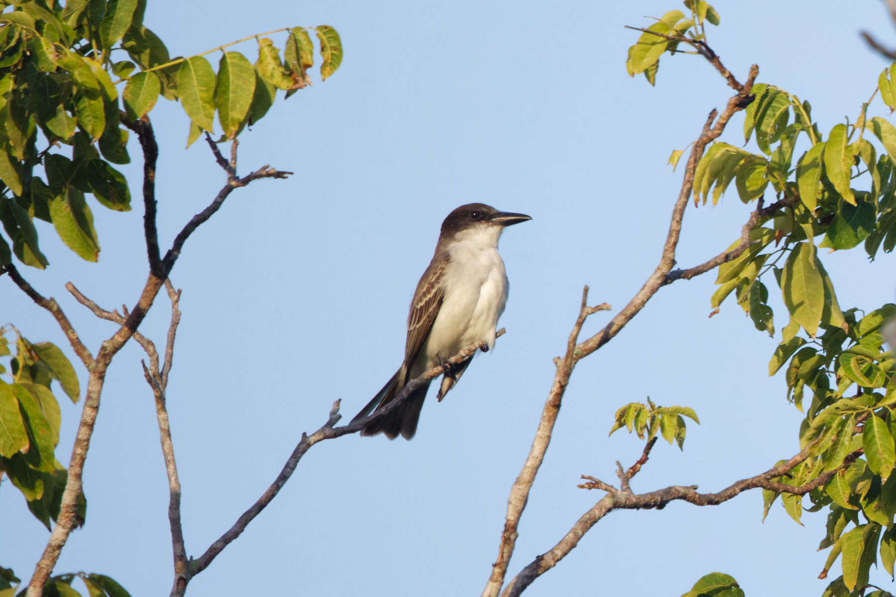 Giant Kingbird (image by Leo Garrigues)