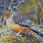 Giant Laughingthrush (image by Pete Morris)