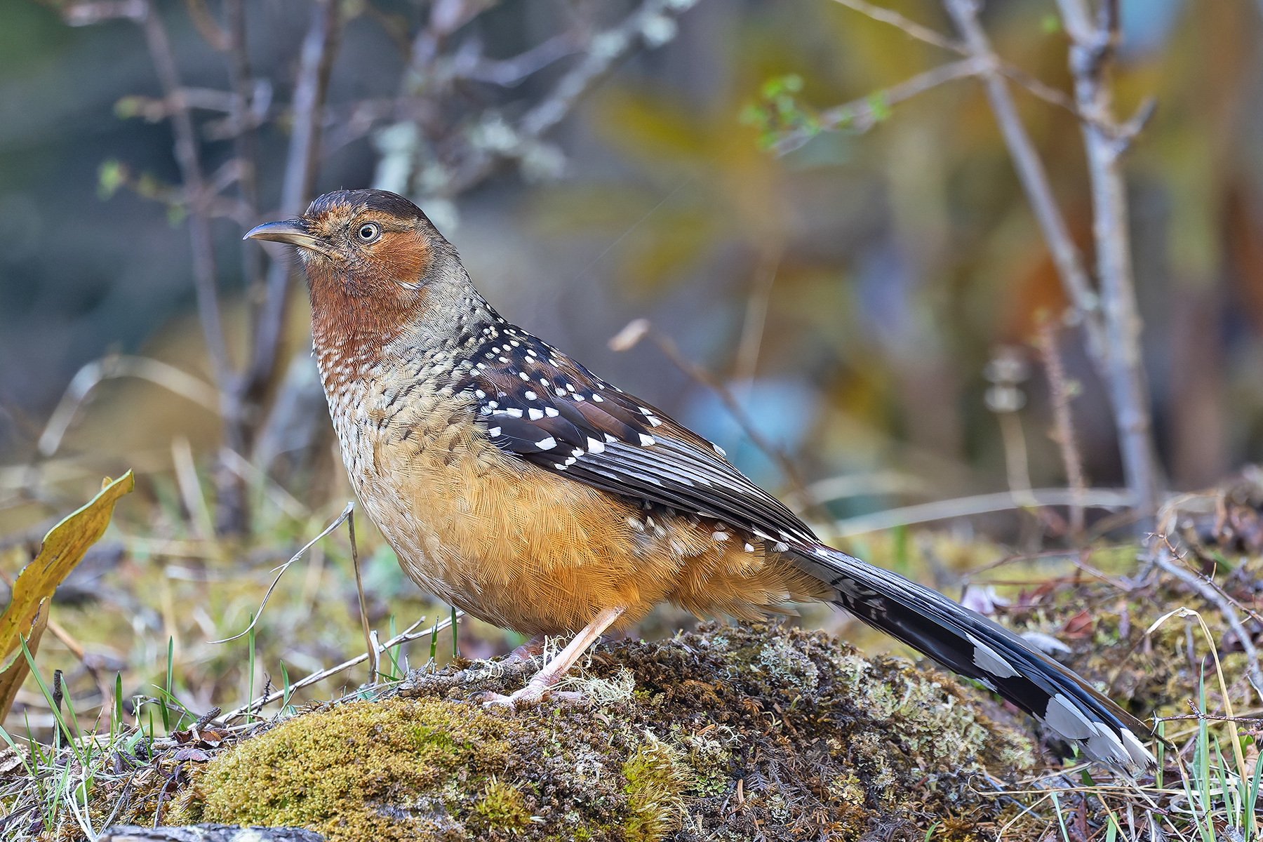 Giant Laughingthrush (image by Pete Morris)