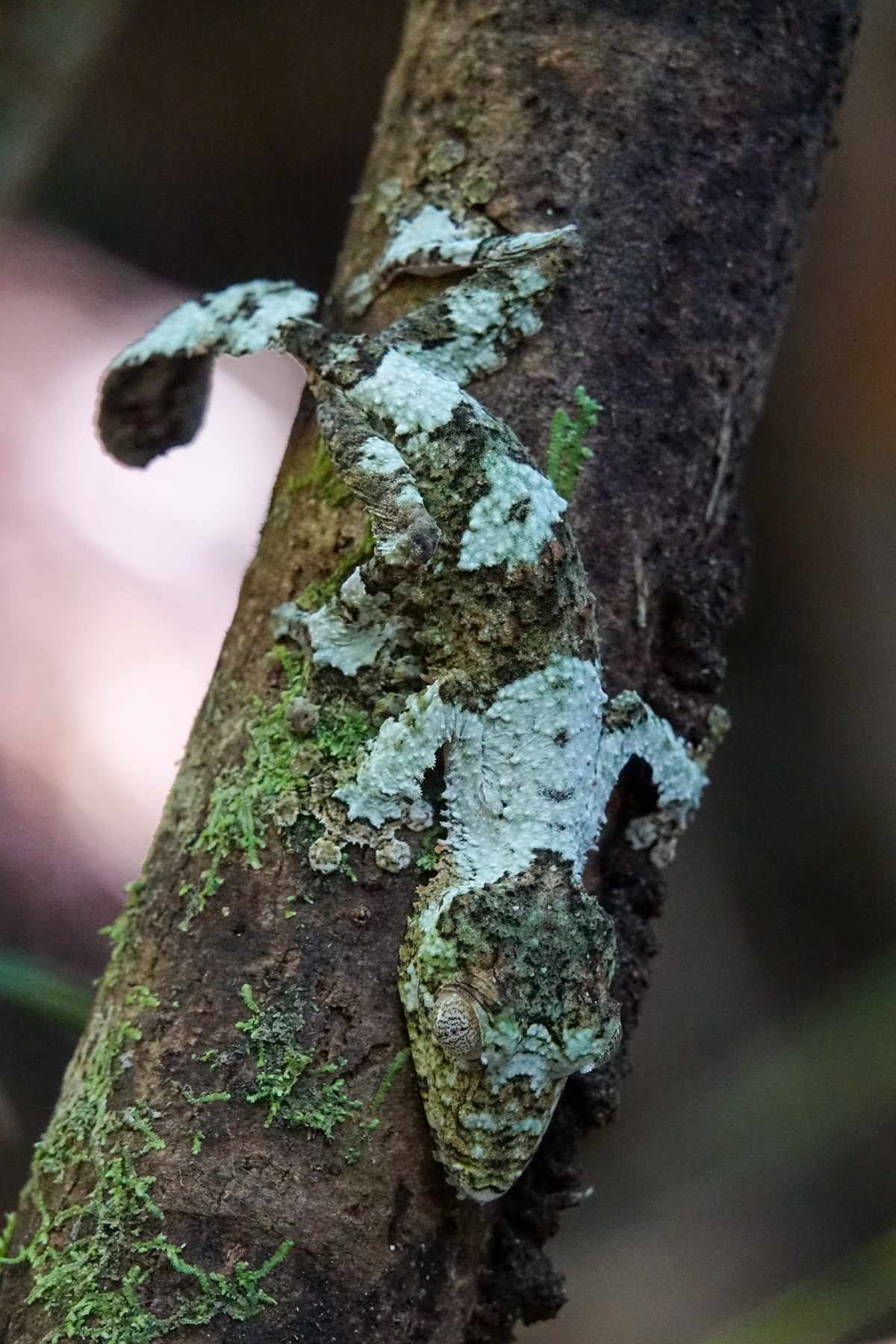 Giant Leaf-tailed Gecko (image by Matt Eade)