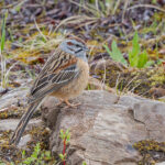 Godlewski's Bunting (image by Pete Morris)
