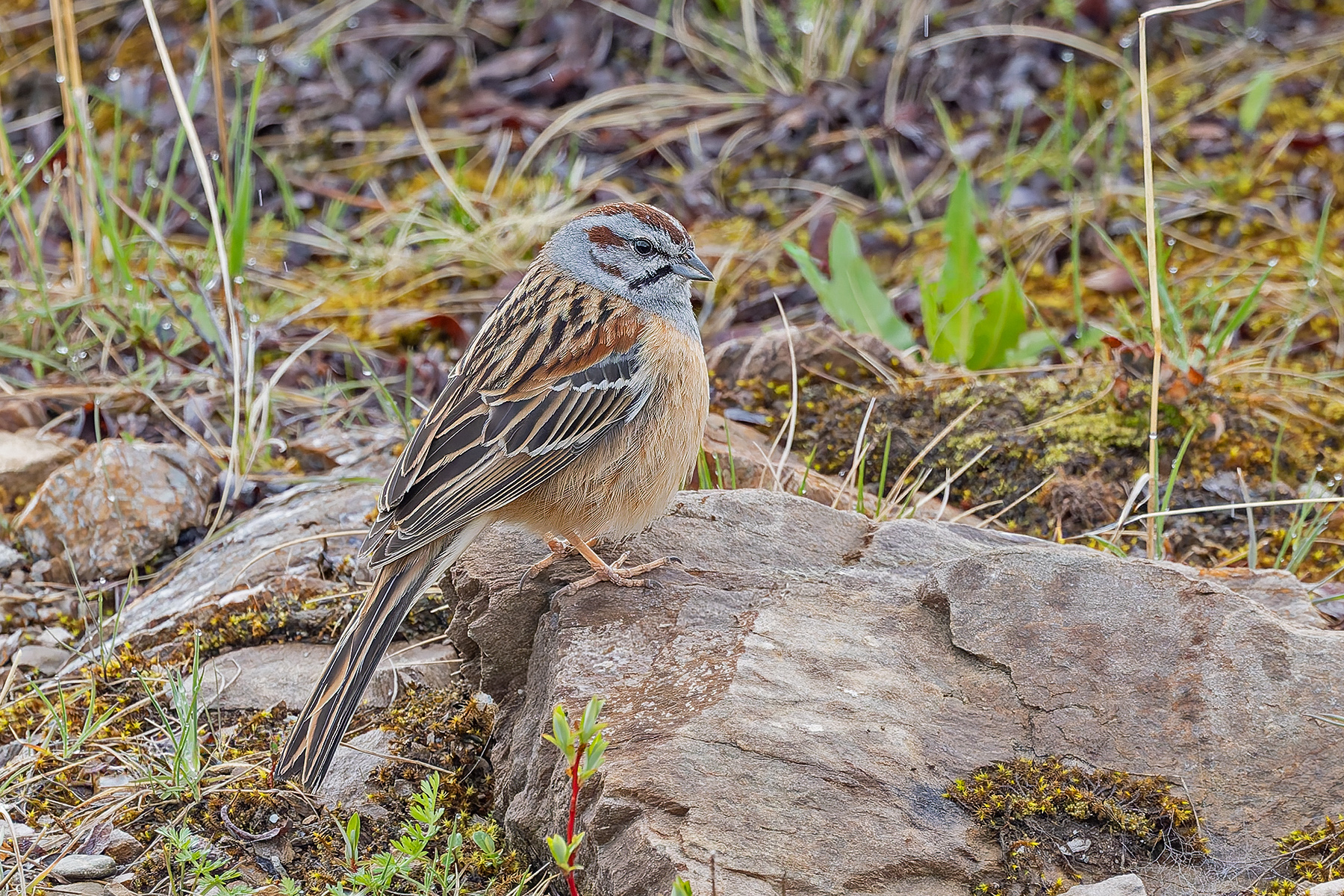 Godlewski's Bunting (image by Pete Morris)