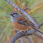 Godlewski's Bunting (Yunnan) (image by Pete Morris)