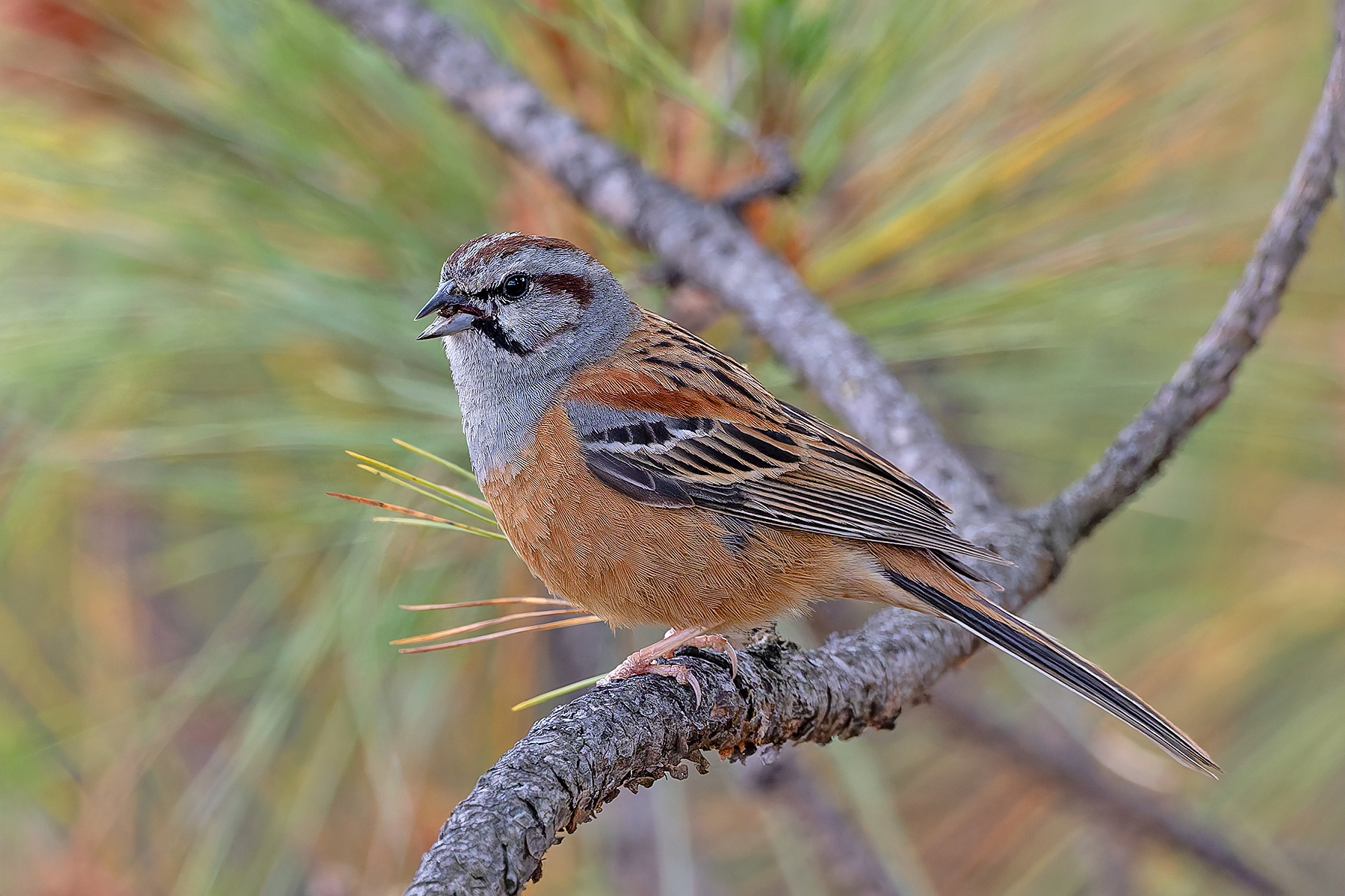 Godlewski's Bunting (Yunnan) (image by Pete Morris)