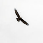 Golden Eagle (image by Diedert Koppenol)