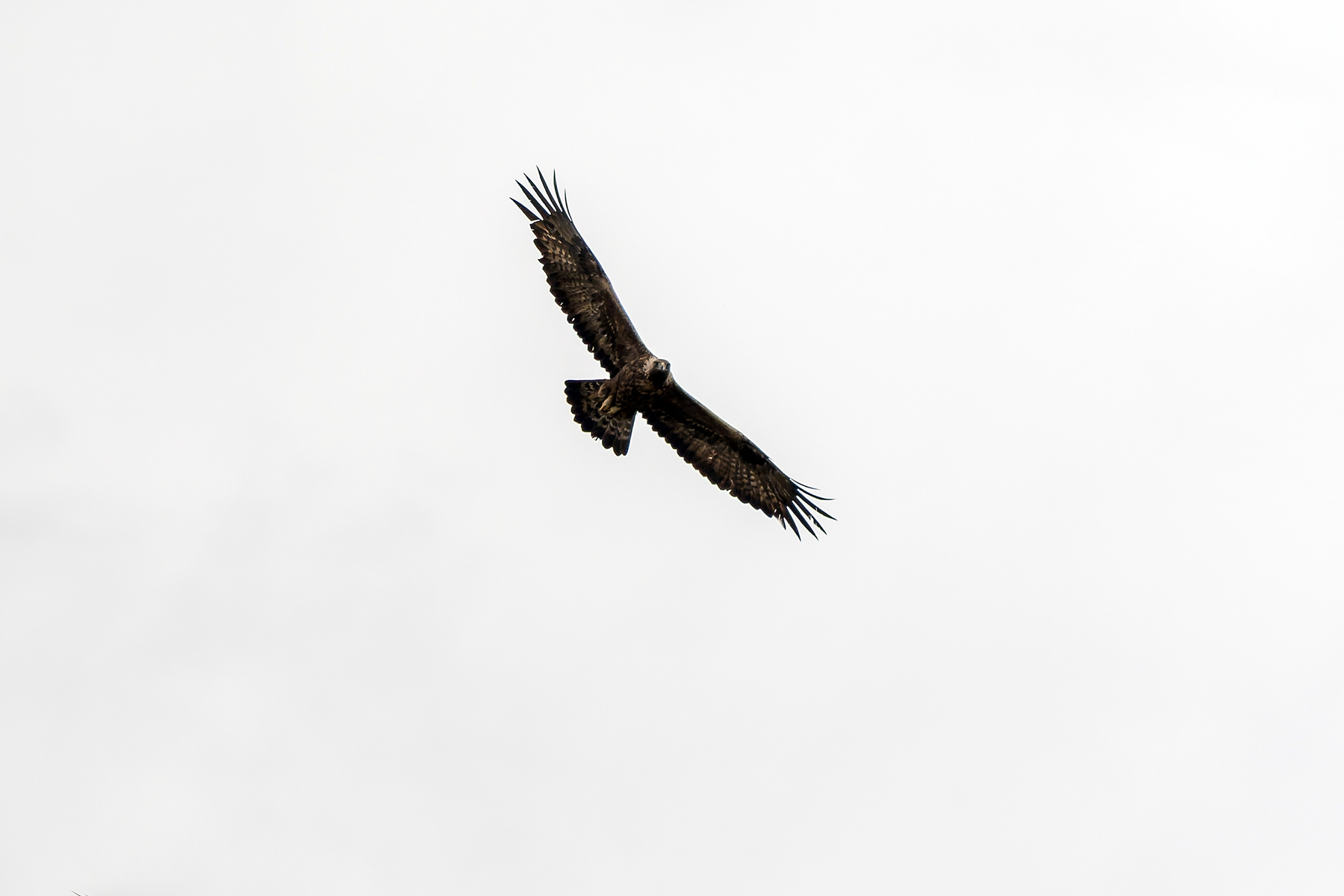 Golden Eagle (image by Diedert Koppenol)
