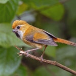 Golden Parrotbill (image by Pete Morris)
