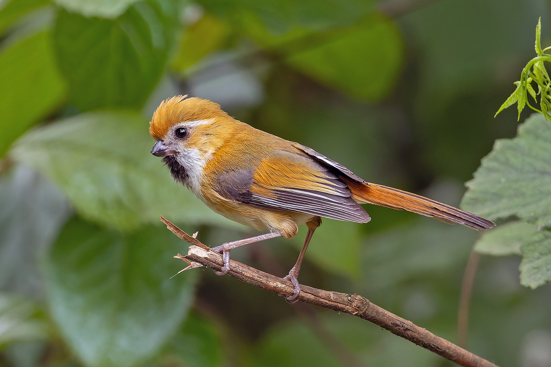 Golden Parrotbill (image by Pete Morris)