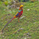 Golden Pheasant (image by Pete Morris)