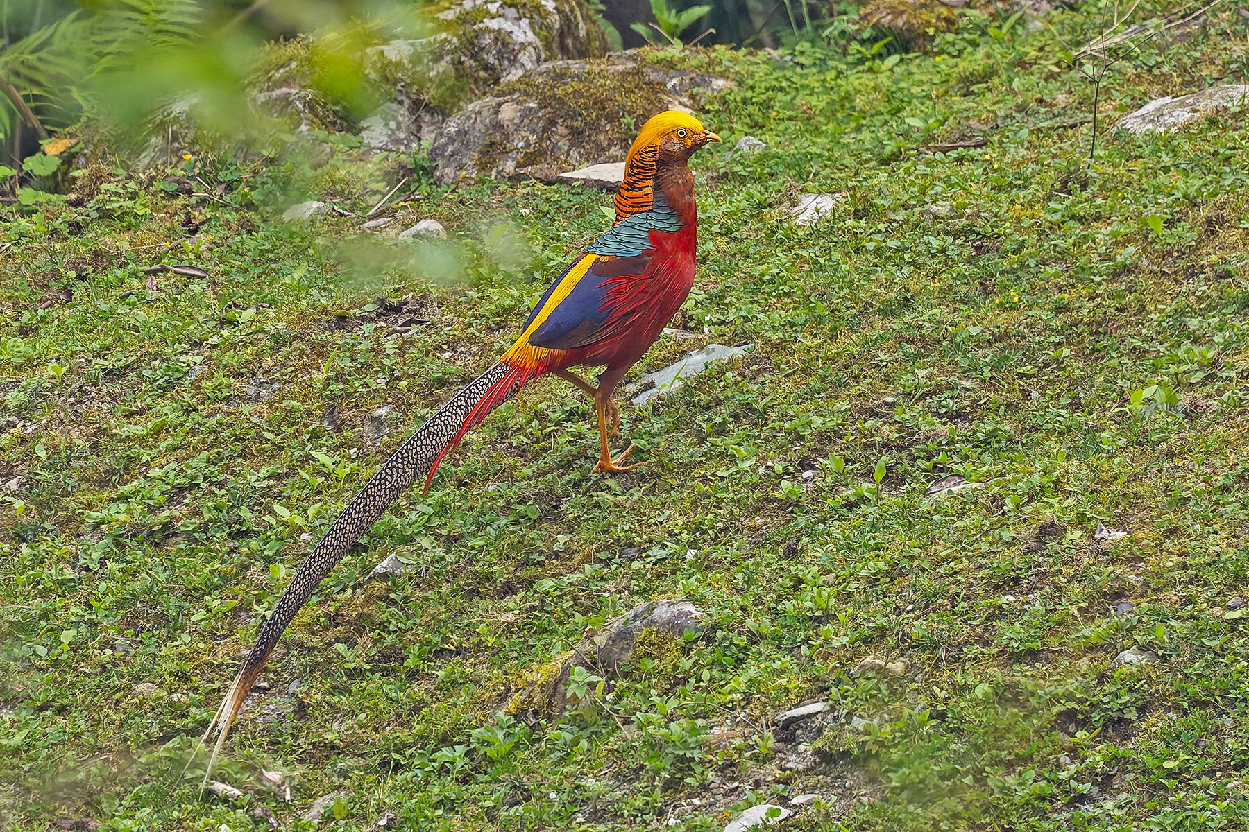 Golden Pheasant (image by Pete Morris)