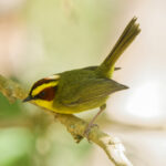 Golden-browed Warbler (image by Leo Garrigues)