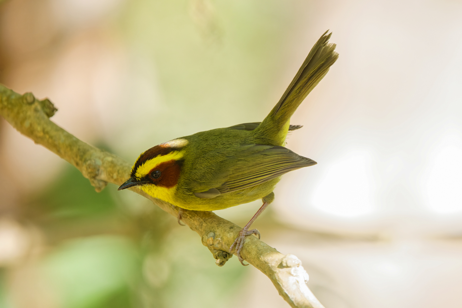 Golden-browed Warbler (image by Leo Garrigues)