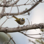 Golden-crowned Kinglet (image by Leo Garrigues)