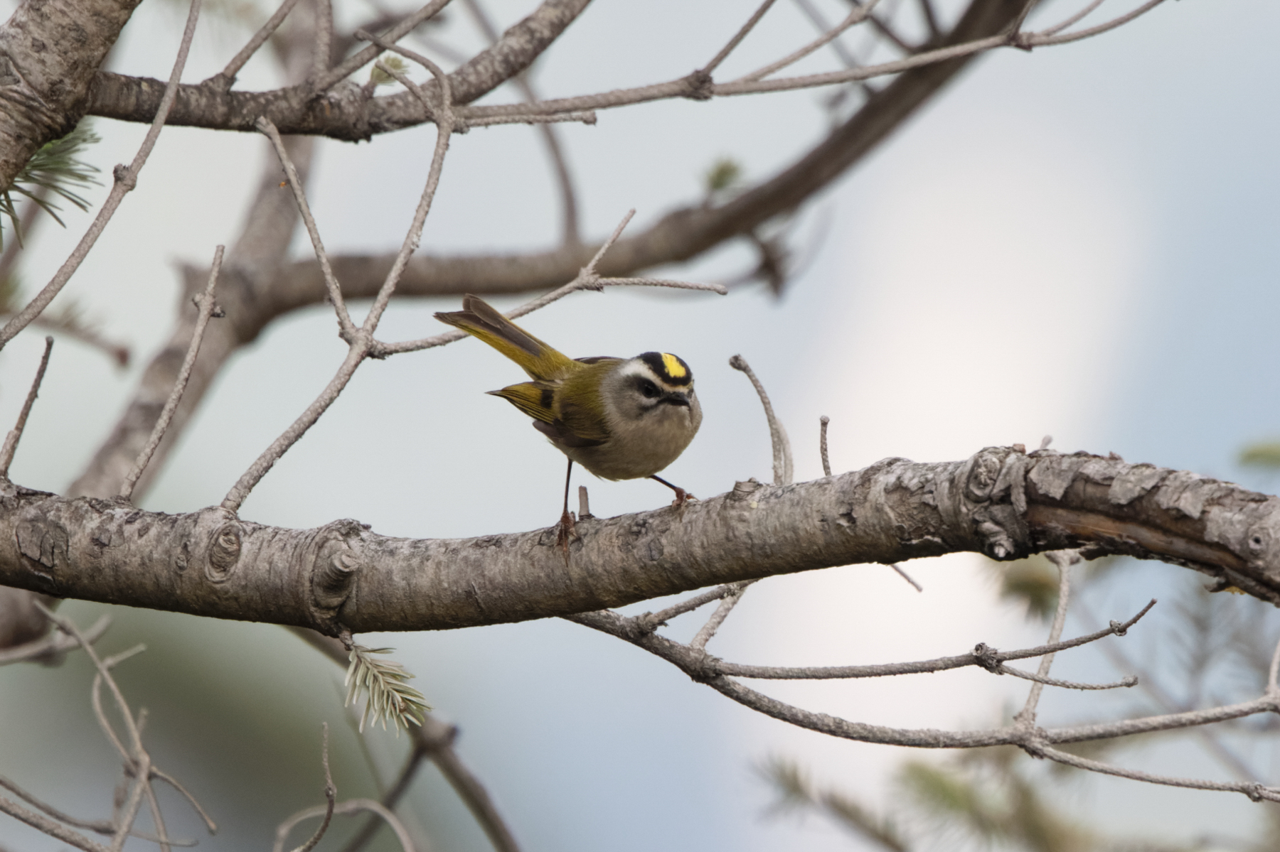 Golden-crowned Kinglet (image by Leo Garrigues)