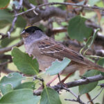 Golden-crowned Sparrow (image by Sjoerd Radstaak)