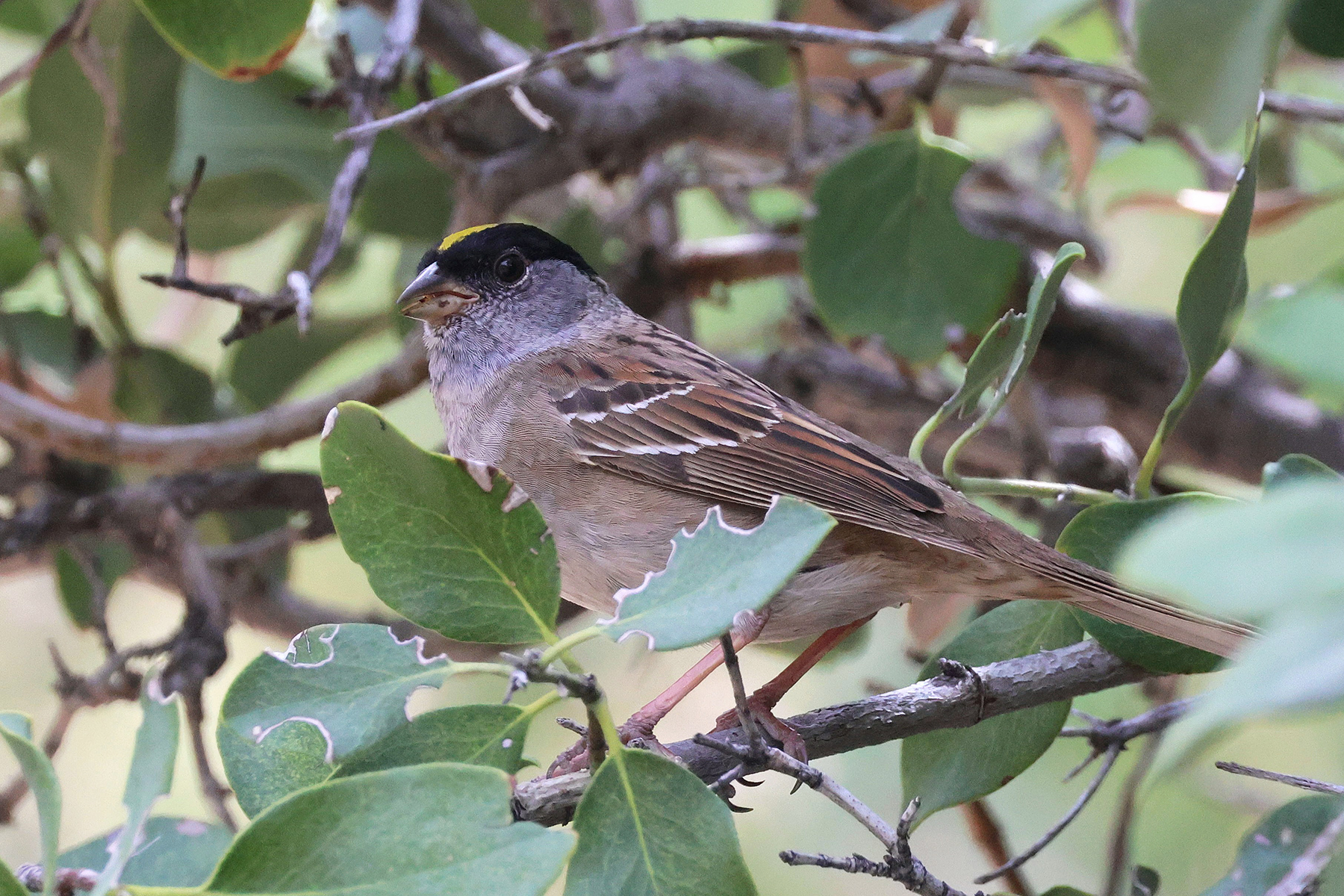 Golden-crowned Sparrow (image by Sjoerd Radstaak)