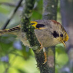 Golden-fronted Fulvetta (image by Pete Morris)
