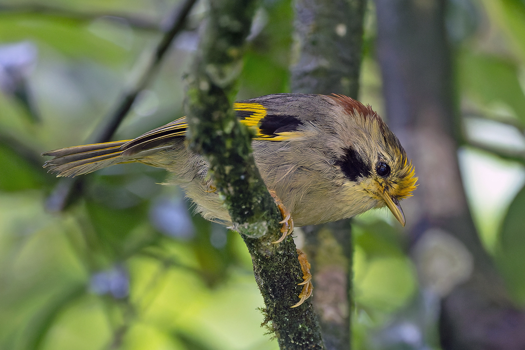 Golden-fronted Fulvetta (image by Pete Morris)