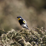 Goldman's Warbler (image by Leo Garrigues)