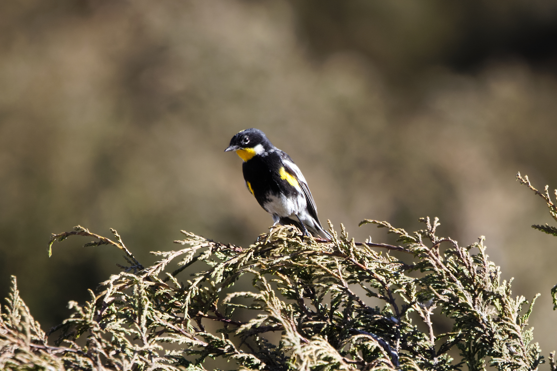 Goldman's Warbler (image by Leo Garrigues)