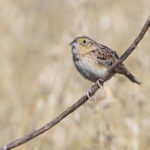 Grasshopper Sparrow (image by Mike Watson)