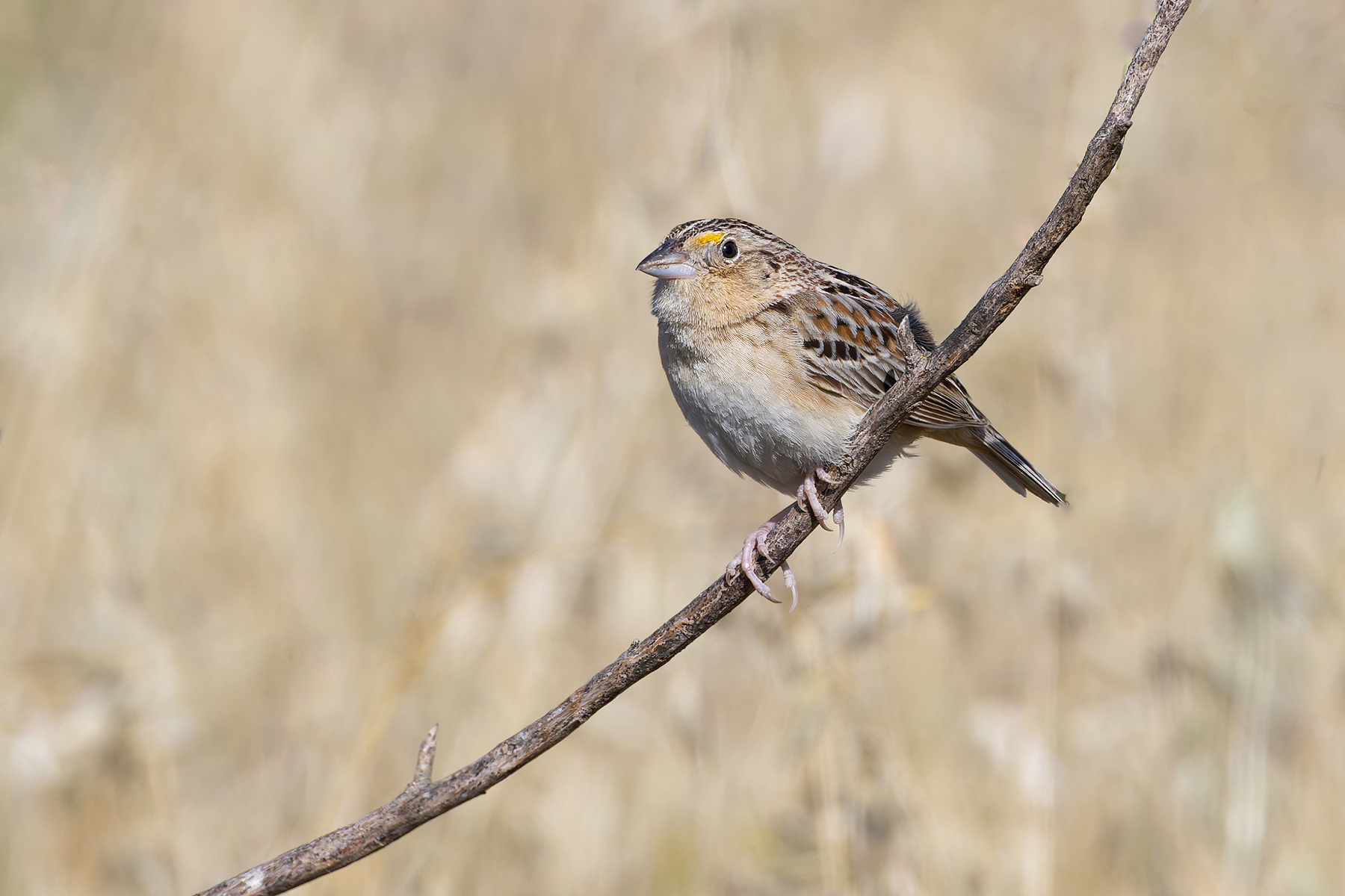 Grasshopper Sparrow (image by Mike Watson)