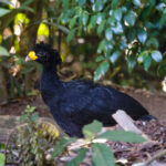 Great Curassow (image by Leo Garrigues)
