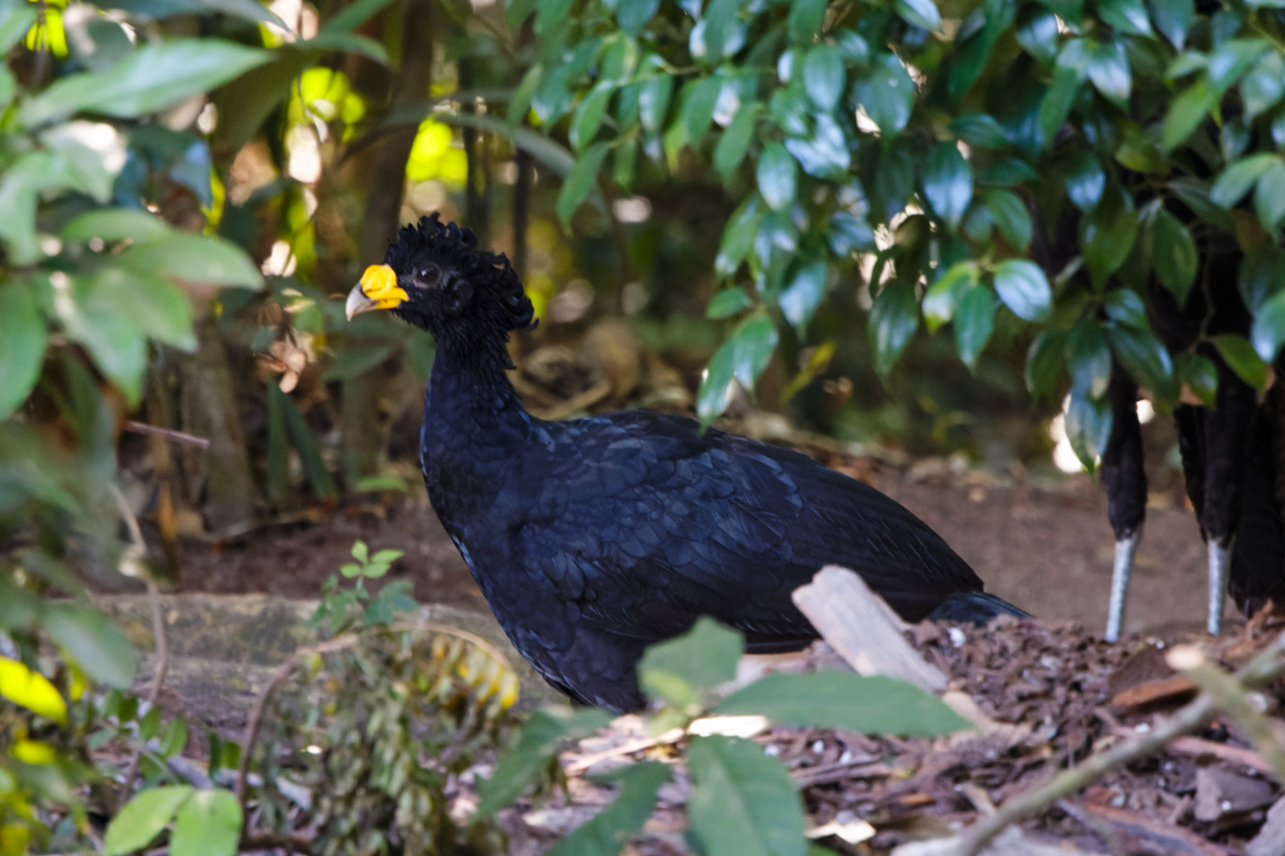 Great Curassow (image by Leo Garrigues)