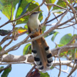 Great Lizard-Cuckoo (image by Leo Garrigues)