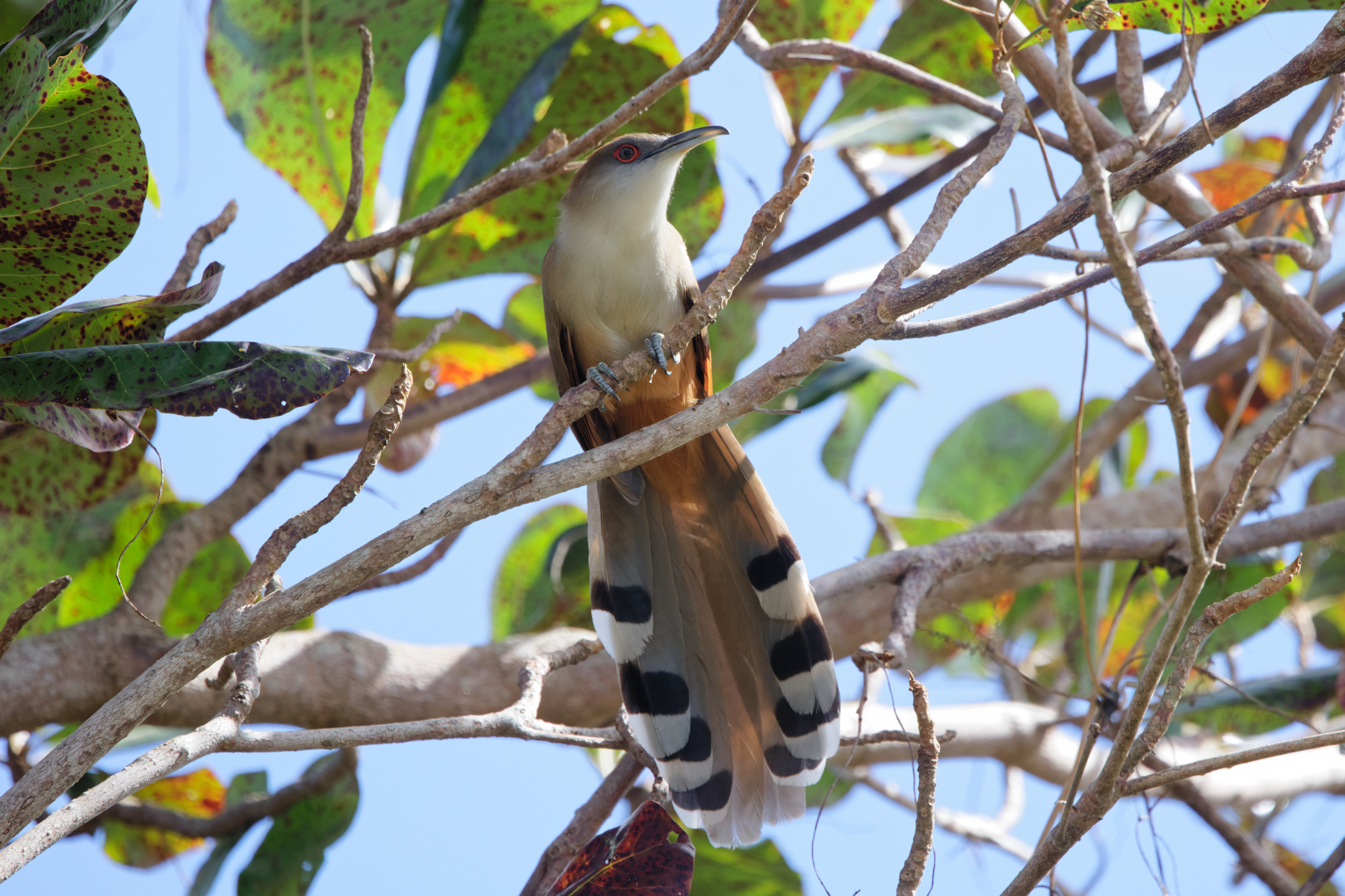 Great Lizard-Cuckoo (image by Leo Garrigues)