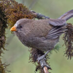 Great Parrotbill (image by Pete Morris)