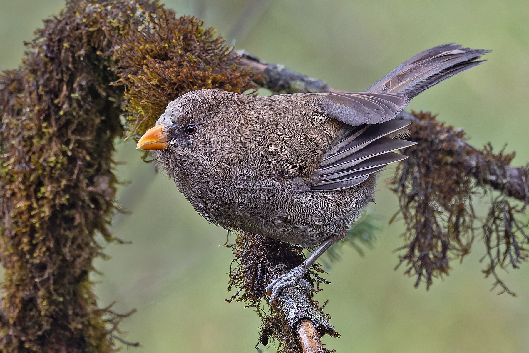 Great Parrotbill (image by Pete Morris)