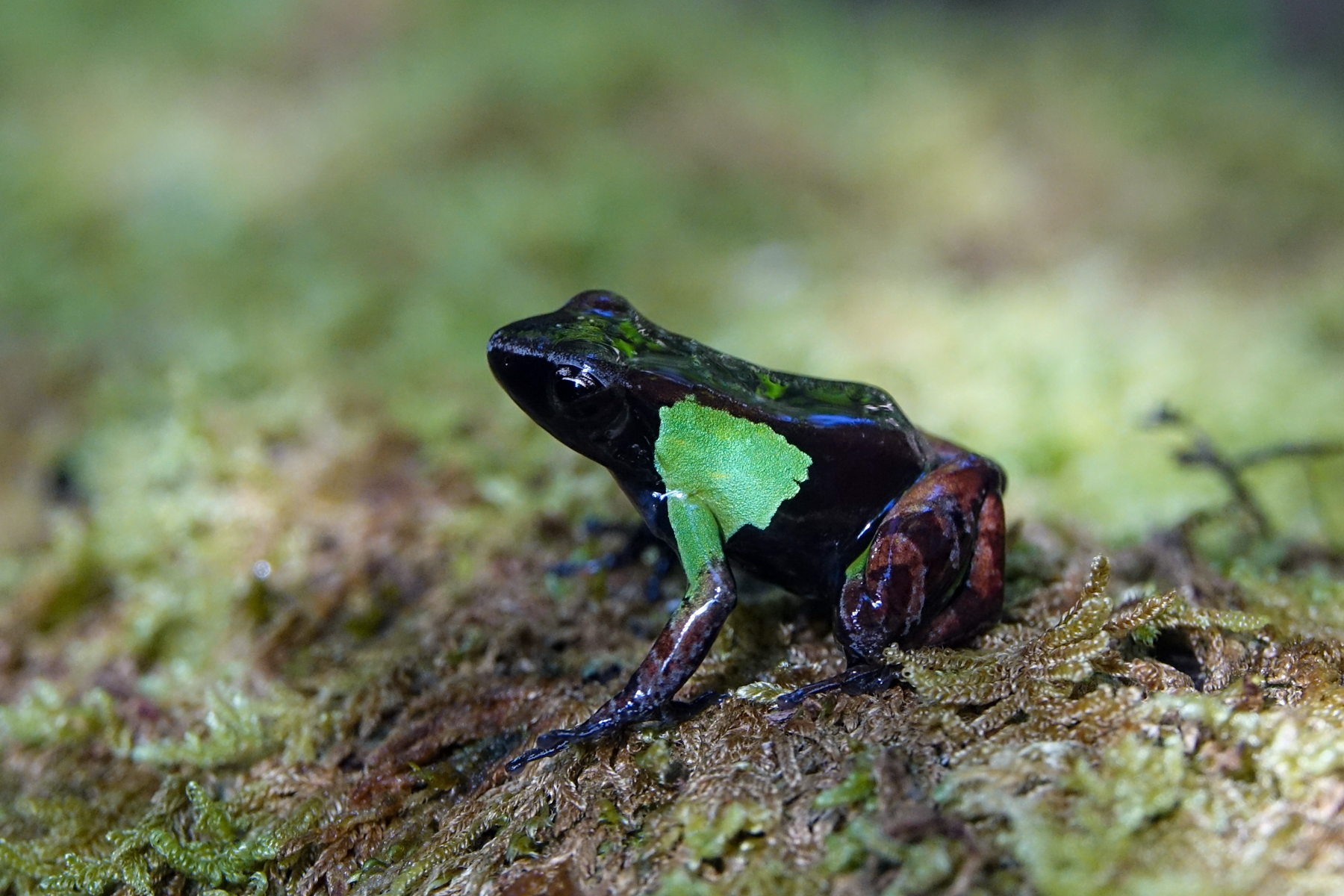 Green-backed Mantella (image by Matt Eade)