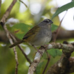 Green-backed Sparrow (image by Leo Garrigues)