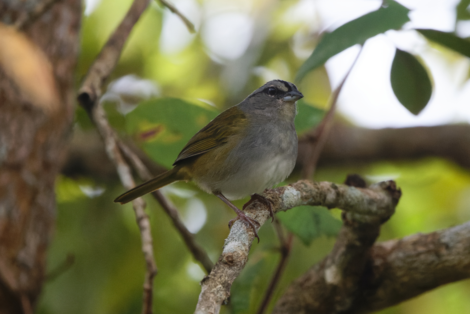 Green-backed Sparrow (image by Leo Garrigues)