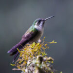 Green-throated Mountiangem (image by Leo Garrigues)